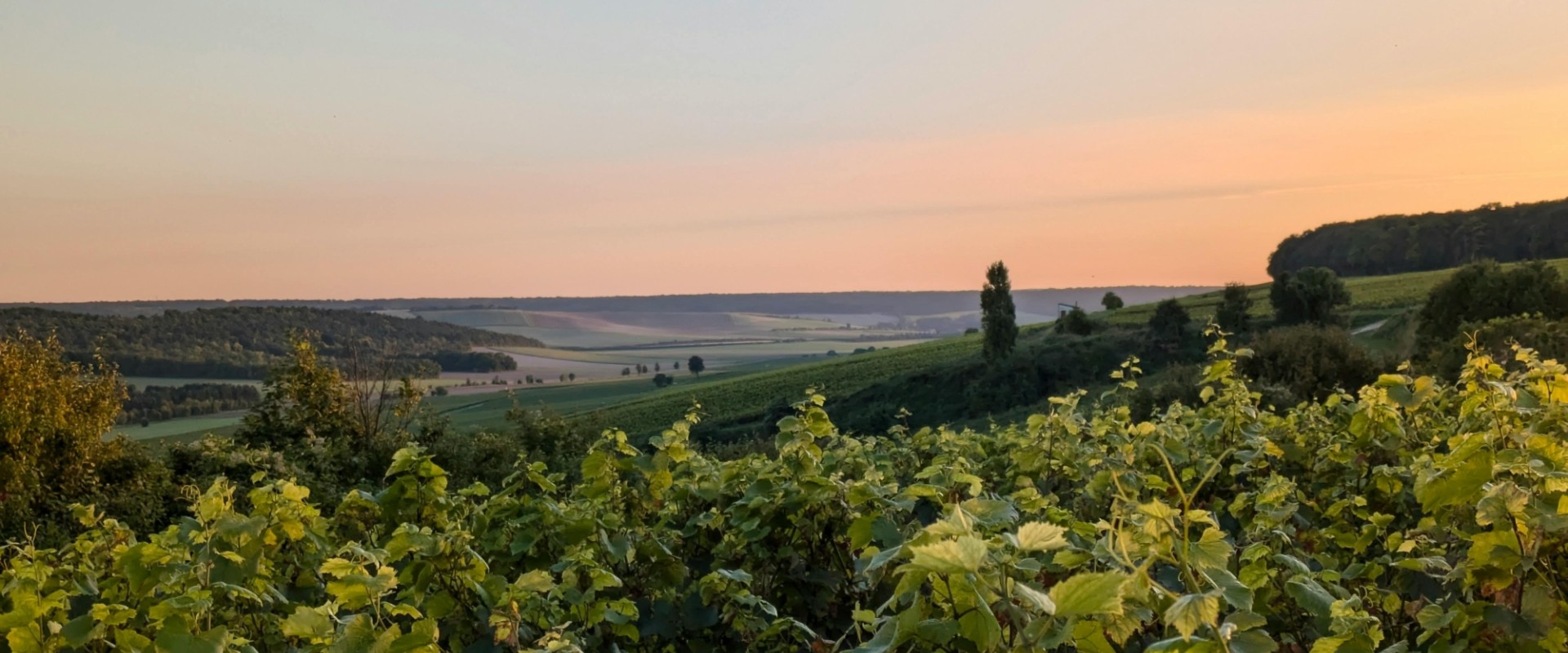Champagnestreek - Reims