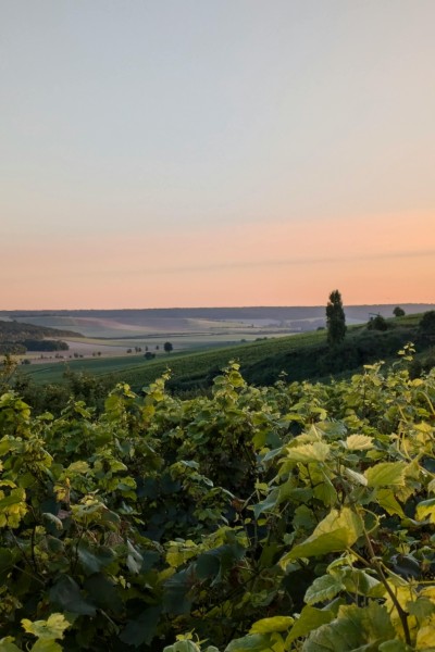 Champagnestreek - Reims